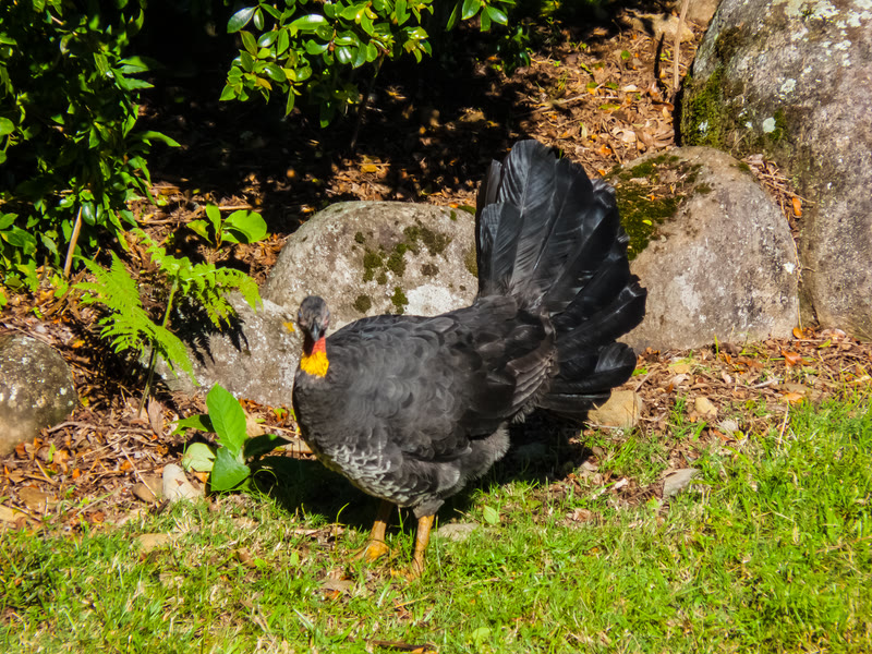 A brush turkey, doing what brush turkeys do to a garden.