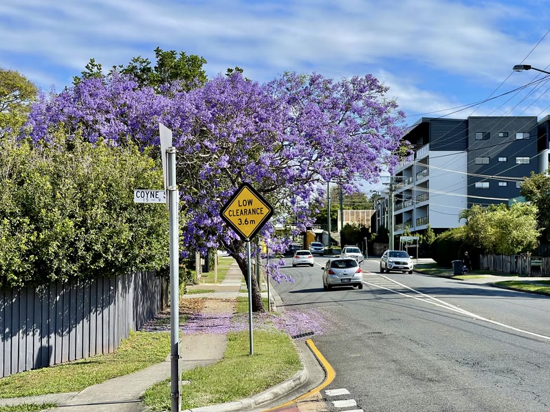 Jacaranda season in Brisbane. It arrives whether anyone is ready or not.