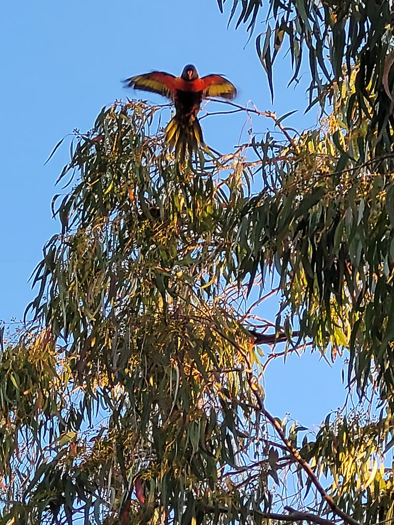 A rainbow lorikeet, Redcliffe. Loud, everywhere, unbothered.